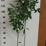 Κουμ Κουάτ (Citrus japonica) - 3 lt